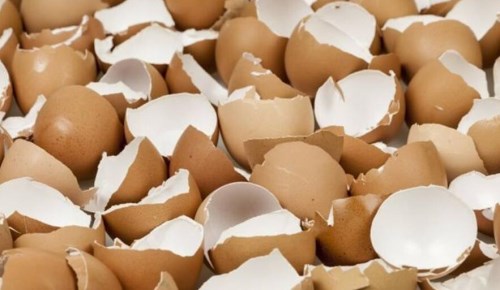 蛋壳属于哪种垃圾-蛋壳是什么垃圾